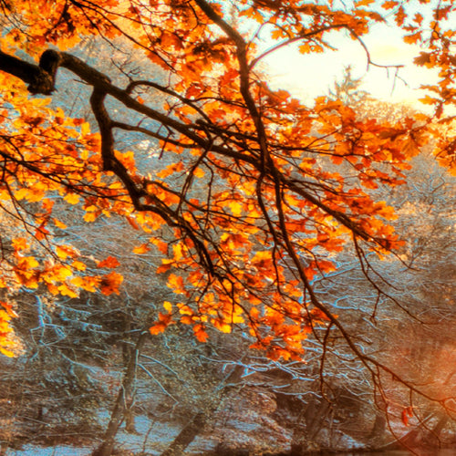 Runa Art Wandbilder Sonniger Wald Bild XXL Wohnzimmer Schlafzimmer Orange Gelb Wald Natur 120 x 80 cm 3 Teilig 050031a