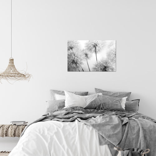 Runa Art Bild Blumen Pusteblumen Modern Wandbilder Wohnzimmer 1 Teilig - Made In Germany - Natur Schwarz Weiss Flur 042015c
