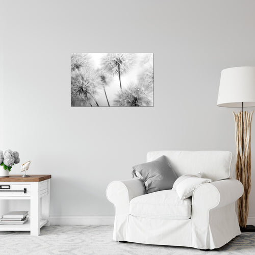 Runa Art Bild Blumen Pusteblumen Modern Wandbilder Wohnzimmer 1 Teilig - Made In Germany - Natur Schwarz Weiss Flur 042015c