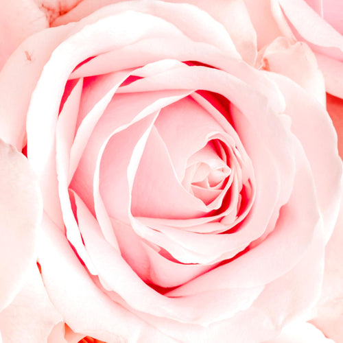 Novart Wandbilder Blumen Coco - KOMPLETT AUFHÄNGFERTIG - Beauty Rosa Zitate Mädchenzimmer Teenager - 7 Moderne Mood-Bilder - N016171a
