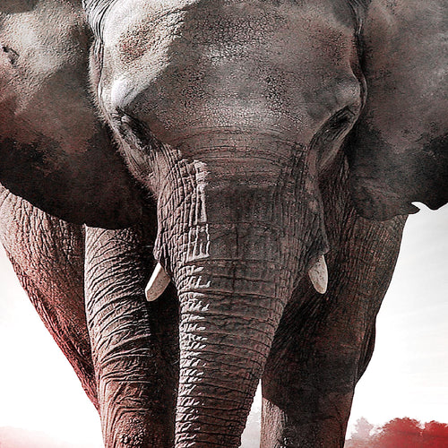 Runa Art Bild Afrika Elefant Wandbilder auf Vlies Leinwand 5 Teilig Wanddekoration Wohnzimmer Schlafzimmer 042656c