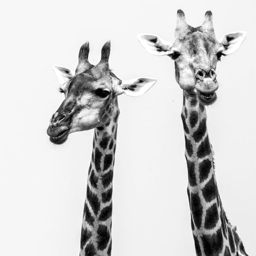 Novart Wandbilder Afrika Giraffen - KOMPLETT AUFHÄNGFERTIG - Palmen Wohnzimmer Schlafzimmer - 7 Moderne Mood-Bilder - N014371a