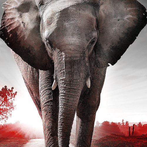 Runa Art Bild Afrika Elefant Modern Wandbilder Wohnzimmer Schlafzimmer 1 Teilig - Made In Germany - Tiere Schwarz Weiss Flur 042615c