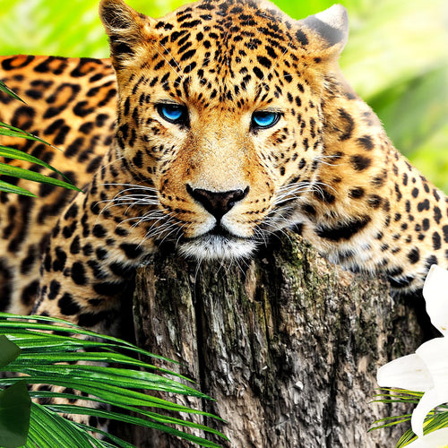 Runa Art Wandbilder Afrika Leopard 5 Teilig Bild auf Vlies Leinwand Deko Wohnzimmer Schlafzimmer Tiere Schwarz Weiss 006752c