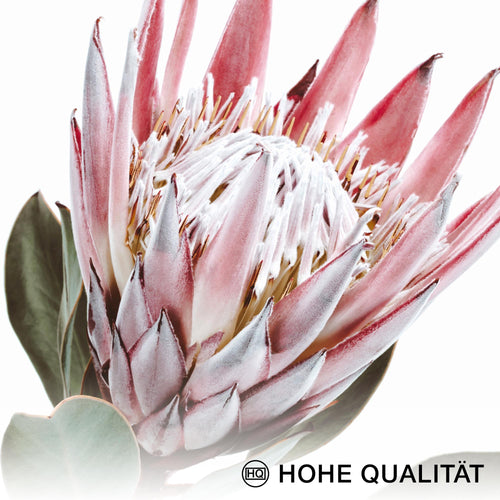 Novart Wandbilder - KEIN EXTRA RAHMEN BENÖTIGT - Wohnzimmer Schlafzimmer - Bilder Modern Grüne Blätter Pflanze - Natur Blumen  - N005365a