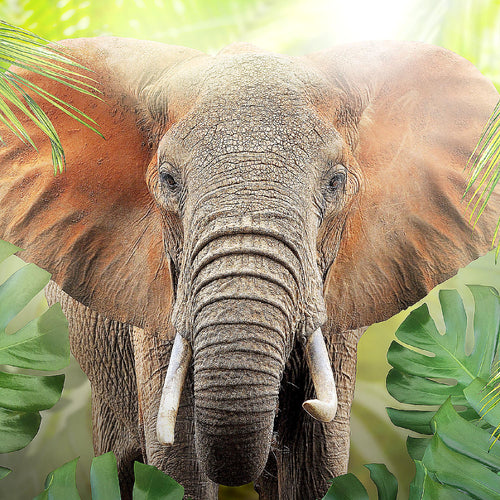 Runa Art Wandbild Elefant Abstrakt 1 Teilig 100 x 40 cm Modern Bild auf Vlies Leinwand Natur Wohnzimmer Schlafzimmer Grün 037512b