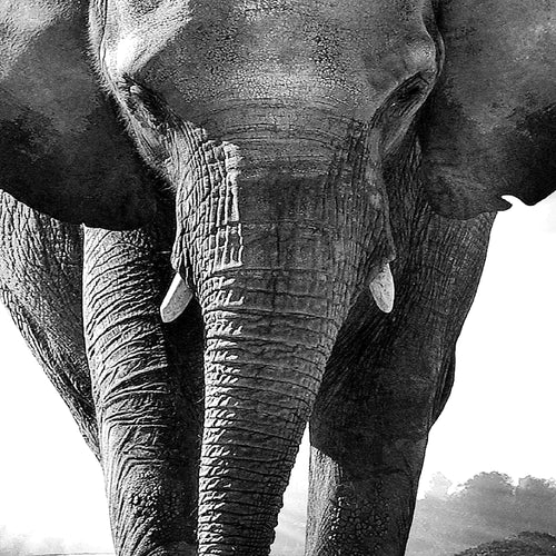 Runa Art - Bilder Afrika Elefant 200 x 100 cm 5 Teilig XXL Wanddekoration Design Schwarz Weiss 042651c