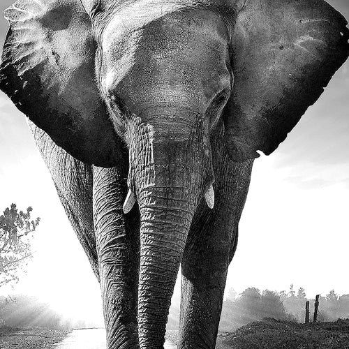 Runa Art Bild Afrika Elefant Modern Wandbilder Wohnzimmer Schlafzimmer 1 Teilig - Made In Germany - Tiere Schwarz Weiss Flur 042615c