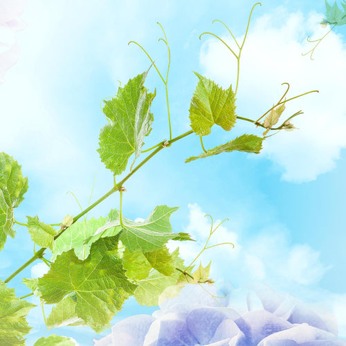 Runa Art Wandbild XXL Blumen Hortensien Wohnzimmer Schlafzimmer 200 x 80 cm Bunt 5 Teilig - Made in Germany - 017555c