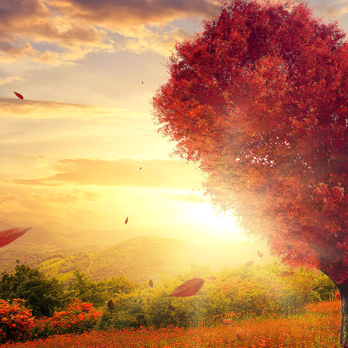 Runa Art Bild Wohnzimmer Schlafzimmer Herbst Baum Herz 5 Teilig Natur Rot Blau Wandbilder auf Vlies Leinwand 605853a