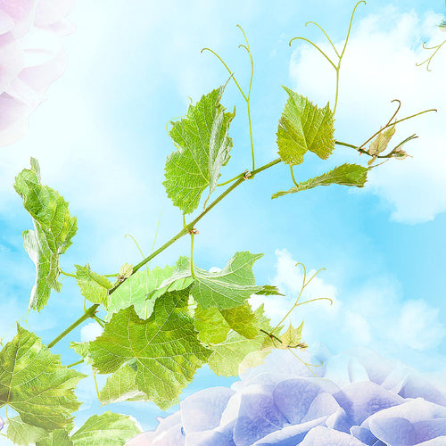 Runa Art Wandbild Blumen Hortensien 1 Teilig 100 x 40 cm Modern Bild auf Vlies Leinwand Natur Wohnzimmer Bunt 017512c