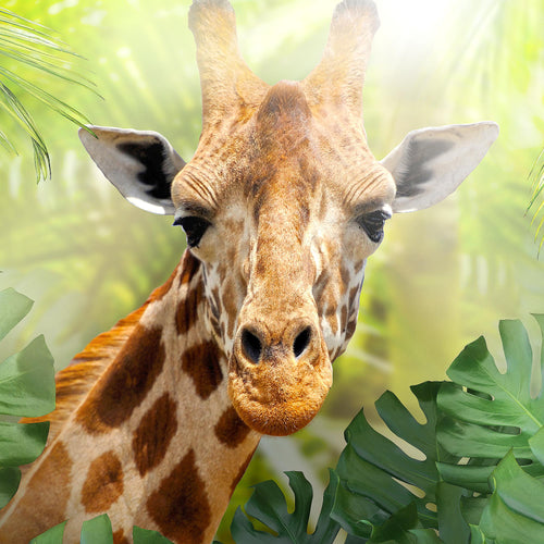 Runa Art Bild Giraffe Abstrakt Wandbilder auf Vlies Leinwand 5 Teilig Wanddekoration Wohnzimmer Schlafzimmer 037556c
