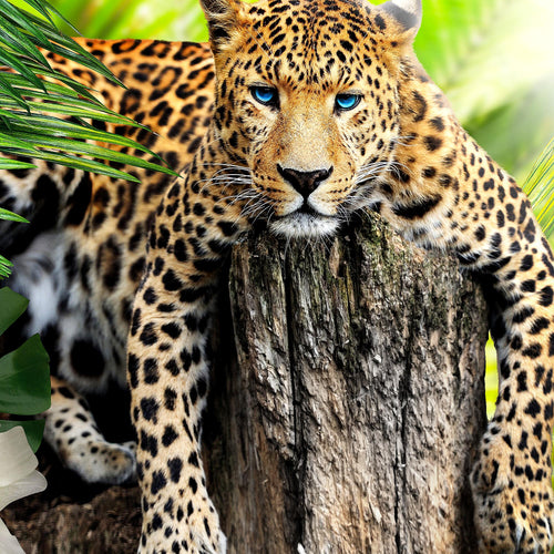 Runa Art - Bilder Afrika Leopard 200 x 100 cm 5 Teilig XXL Wanddekoration Design Grün 006751a