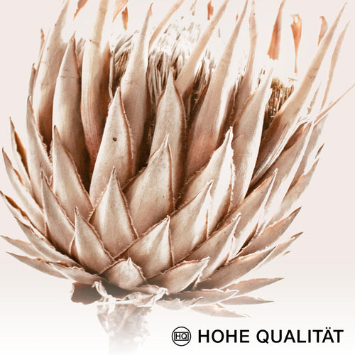 Novart Wandbilder - KEIN EXTRA RAHMEN BENÖTIGT - Wohnzimmer Schlafzimmer - Bilder Modern Boho Pampasgras - Beige Rosa - N006665a