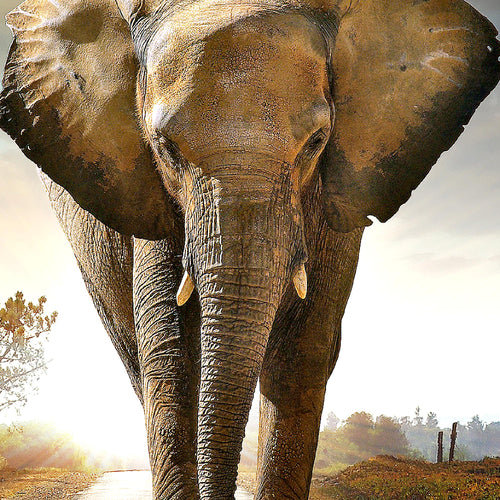 Runa Art Bild Afrika Elefant Modern Wandbilder Wohnzimmer Schlafzimmer 1 Teilig - Made In Germany - Tiere Braun Flur 042615a