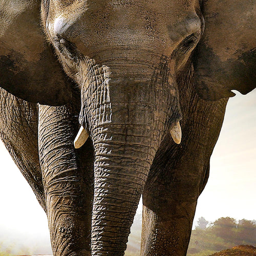 Runa Art Bild Wohnzimmer Schlafzimmer Afrika Elefant 5 Teilig Tiere Braun Wandbilder auf Vlies Leinwand 042653a