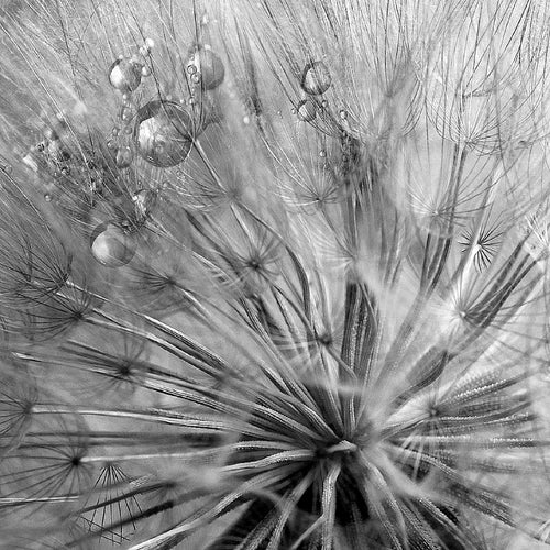 Runa Art Bild Blumen Pusteblumen Wandbilder auf Vlies Leinwand 5 Teilig Wanddekoration Wohnzimmer Schlafzimmer 042056c