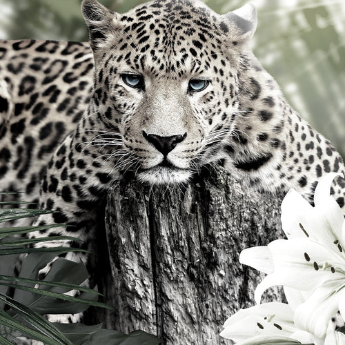 Runa Art Wandbilder Afrika Leopard Bild XXL Wohnzimmer Schlafzimmer Schwarz Weiss Tiere 120 x 80 cm 3 Teilig 006731c