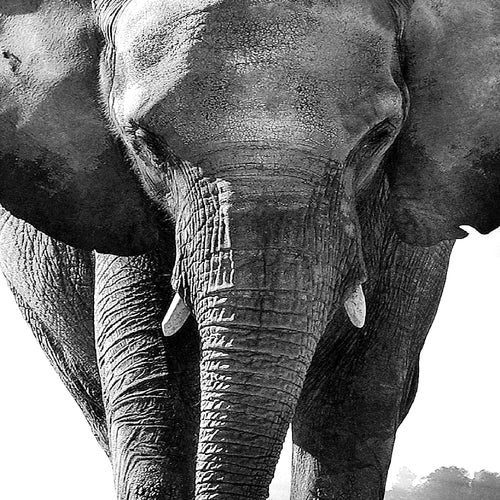 Runa Art Wandbild Afrika Elefant 100 x 40 cm Modern Bild auf Vlies Leinwand Tiere Wohnzimmer Schlafzimmer Schwarz Weiss 042612c