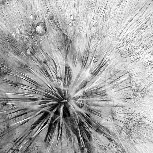 Runa Art Bild Blumen Pusteblumen Modern Wandbilder Wohnzimmer 1 Teilig - Made In Germany - Natur Schwarz Weiss Flur 042015c