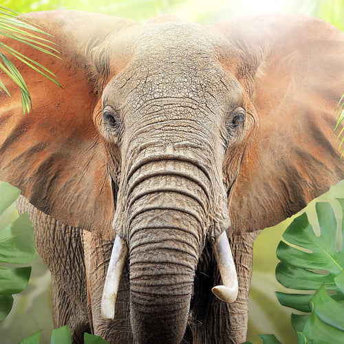 Runa Art Bild Elefant Abstrakt Wandbilder auf Vlies Leinwand 5 Teilig Wanddekoration Wohnzimmer Schlafzimmer 037556b