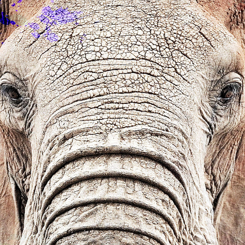 Runa Art - Bilder Tiere Bunt Elefant 200 x 100 cm 5 Teilig XXL Wanddekoration Design Schwarz 040851c