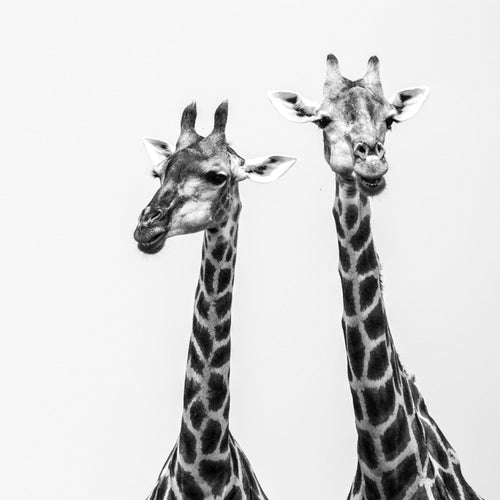 Novart Wandbilder Afrika Giraffen - KOMPLETT AUFHÄNGFERTIG - Palmen Wohnzimmer Schlafzimmer - 7 Moderne Mood-Bilder - N014371a