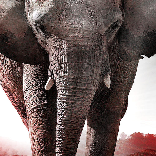 Runa Art Bild Wohnzimmer Schlafzimmer Afrika Elefant 5 Teilig Tiere Rot Grau Wandbilder auf Vlies Leinwand 042653b