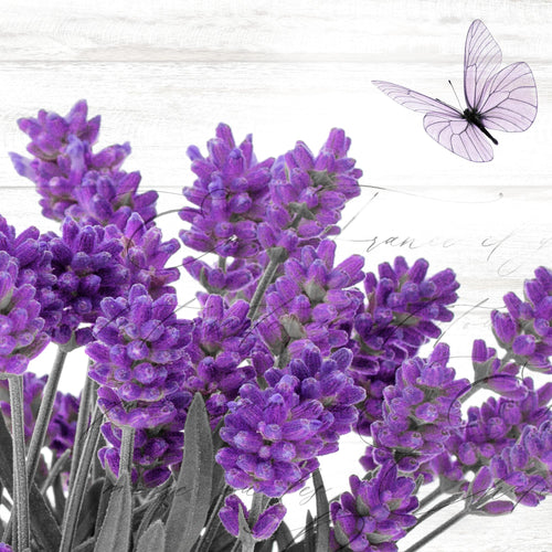 Novart Wandbilder - KEIN EXTRA RAHMEN BENÖTIGT - Wohnzimmer Schlafzimmer - Bilder Modern Home Provence - Lavendel Viollet - N002965a