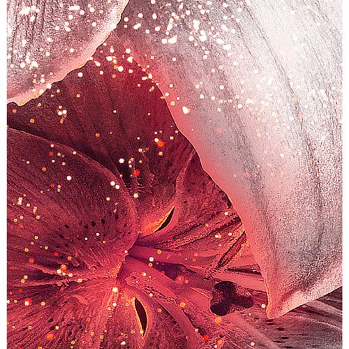 Runa Art - Bilder Blumen Lilien 200 x 100 cm 5 Teilig XXL Wanddekoration Design Schwarz Rot 039651c