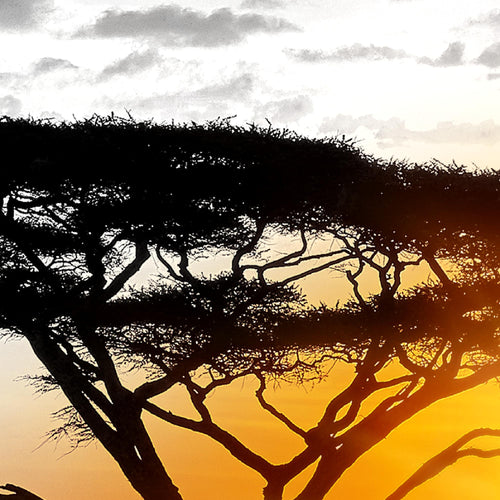 Runa Art Wandbild Afrika 100 x 40 cm Modern Bild auf Vlies Leinwand Orange Wohnzimmer Schlafzimmer Büro Elefanten 007612a