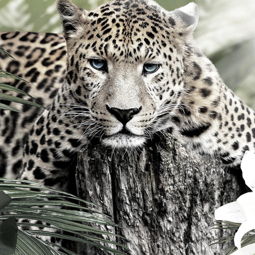 Runa Art Wandbilder Afrika Leopard 5 Teilig Bild auf Vlies Leinwand Deko Wohnzimmer Schlafzimmer Tiere Schwarz Weiss 006752c
