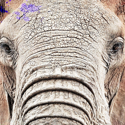 Runa Art - Bilder Tiere Bunt Elefant 200 x 100 cm 5 Teilig XXL Wanddekoration Design Schwarz 040851c
