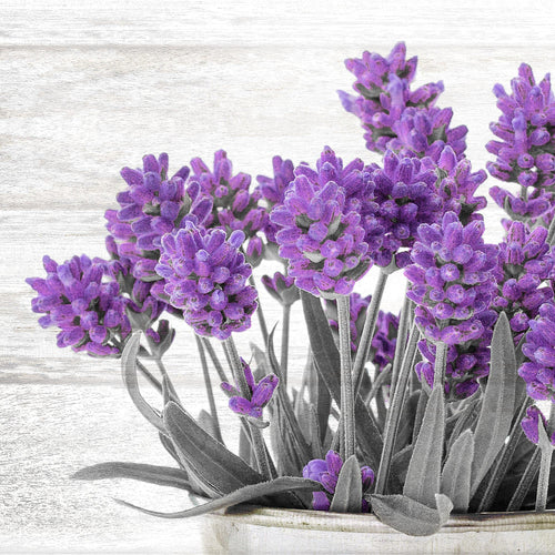Novart Wandbilder - KEIN EXTRA RAHMEN BENÖTIGT - Wohnzimmer Schlafzimmer - Bilder Modern Home Provence - Lavendel Viollet - N003065a