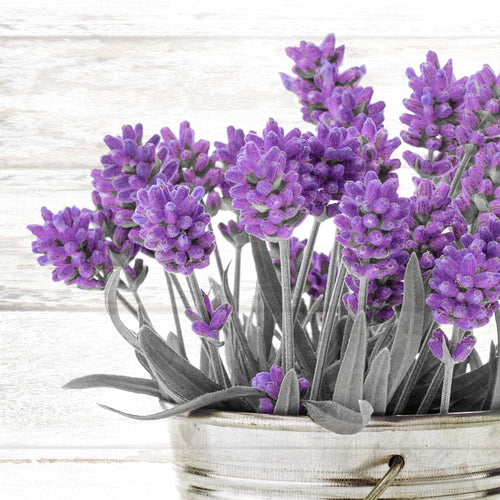 Novart Wandbilder Home Provence - KOMPLETT AUFHÄNGFERTIG - Lavendel Viollet Wohnzimmer Schlafzimmer - 7 Moderne Mood-Bilder - N003071a