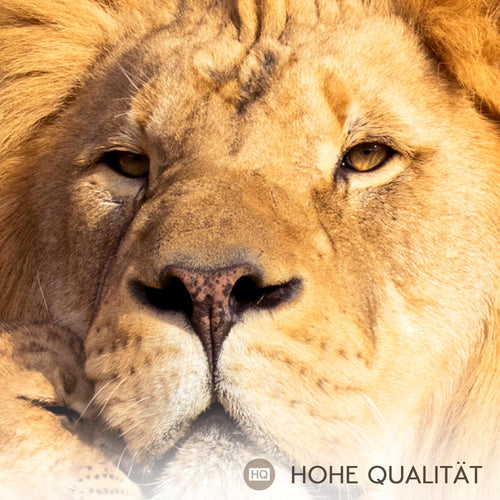 Novart Quadros Leoni Africa Animali - Completamente Pronto Da Appendere - Soggiorno Camera da letto Corridoio Decorazione Elegante - Set 3 Pezzi Beige - N036230a