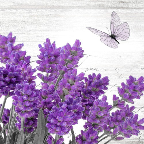 Novart Wandbilder Home Provence - KOMPLETT AUFHÄNGFERTIG - Lavendel Viollet Wohnzimmer Schlafzimmer - 7 Moderne Mood-Bilder - N002971a