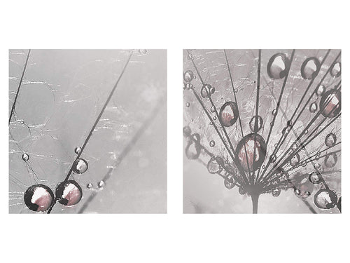 Runa Art Bild Pusteblume Modern Wandbilder Wohnzimmer Schlafzimmer 1 Teilig - Made In Germany - Natur Grau Flur 016915b