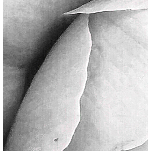 Runa Art Wandbilder Blumen Rosen 5 Teilig Bild auf Vlies Leinwand Deko Wohnzimmer Vintage Schwarz Bunt 039152b